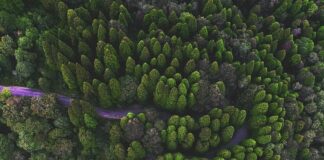 সান্দাকফু-ফালুট ট্রেক ইন বাজেট সম্পর্কিত তথ্য সমূহ