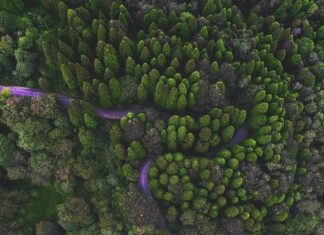 সান্দাকফু-ফালুট ট্রেক ইন বাজেট সম্পর্কিত তথ্য সমূহ