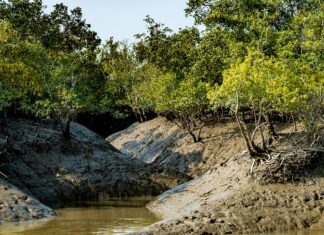 সুন্দরবন ভ্রমণের সম্পূর্ণ নির্দেশিকা কিভাবে যাবেন এবং সমস্ত খরচ Sundarban Tour