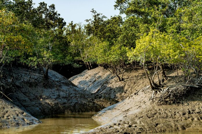 Sundarban Tour