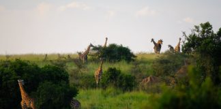 How to Travel in Africa Tips on Cheap Hotels