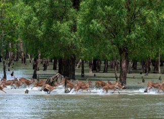 Sundarban Tour Full Guideline How to Go and All Expenses