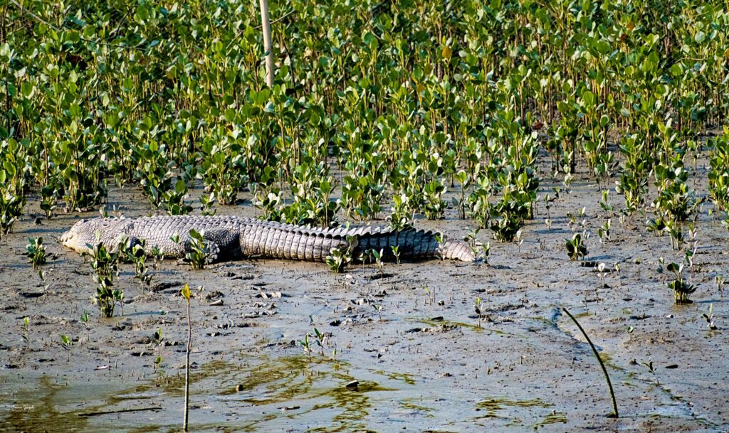 Sundarban Tour 