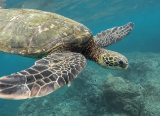 Best Place To Travel To Hawaii – Aholidaytours best place to travel to hawaii