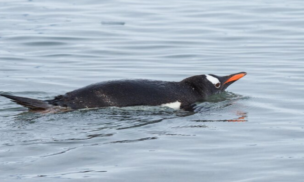  Take a journey with us to the icy, remote continent of Antarctica. 