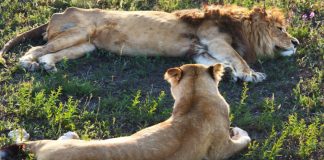 South Africa Travel Guaranteed No Stress south africa travel