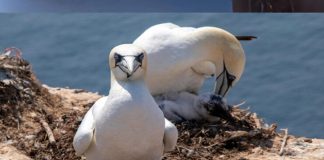 Antarctica Travel Insurance Guaranteed No Stress antarctica travel insurance