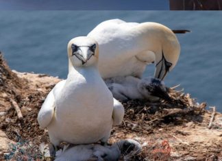 Antarctica Travel Insurance Guaranteed No Stress antarctica travel insurance