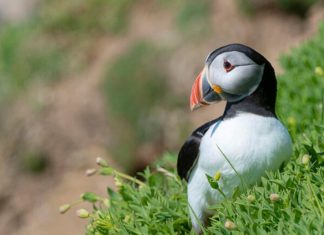 Audley Travel Antarctica For You – Aholidaytours audley-travel-Antarctica